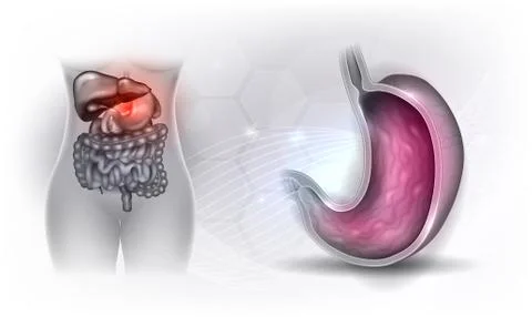 Stomach Stock Illustration