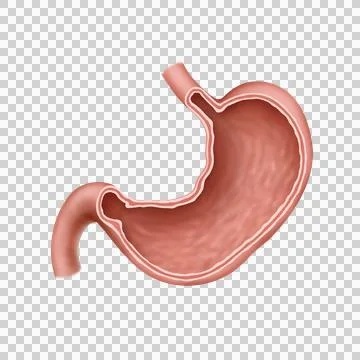 Stomach Stock Illustration