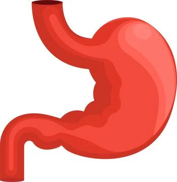 Stomach Stock Illustration