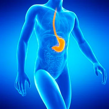 Stomach, illustration Stock Illustration