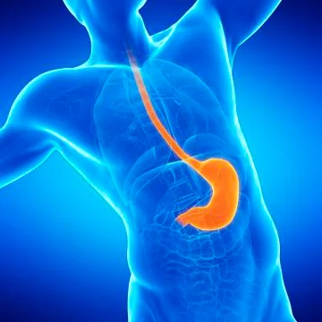 Stomach, illustration Stock Illustration