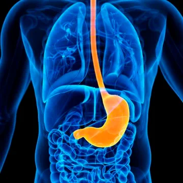 Stomach, illustration Stock Illustration
