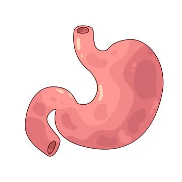Stomach illustration Stock Illustration