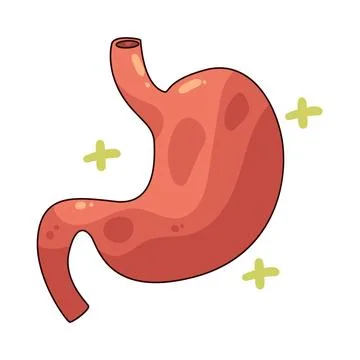 Stomach illustration Stock Illustration