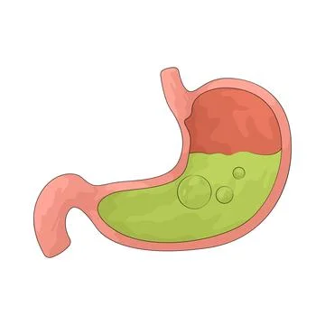 Stomach illustration Ilustração Stock