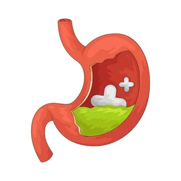 Stomach illustration Ilustração Stock