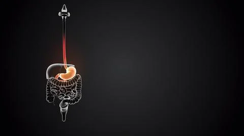 Stomach with internal organs loopable Stock Illustration