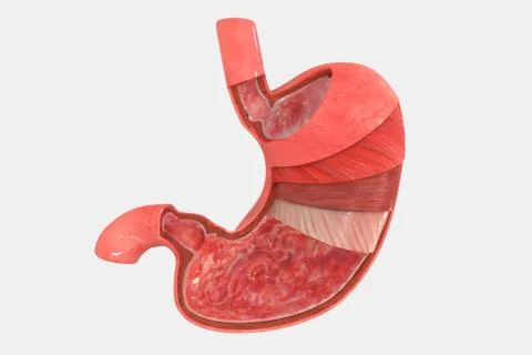 Stomach intersection Illustrazione stock