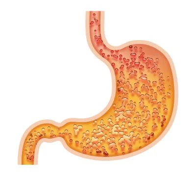 Stomach isolated on white background Stock Illustration