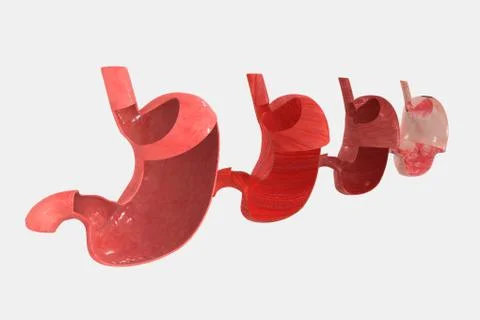Stomach Layers Иллюстрация