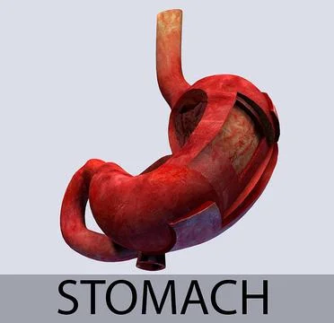Stomach Leyers textured 3D Model