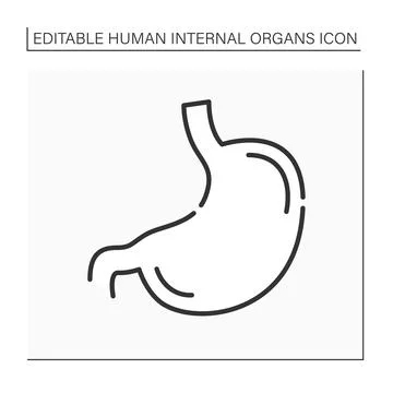 Stomach line icon Stock Illustration