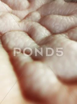 Stomach lining, artwork Stock Illustration