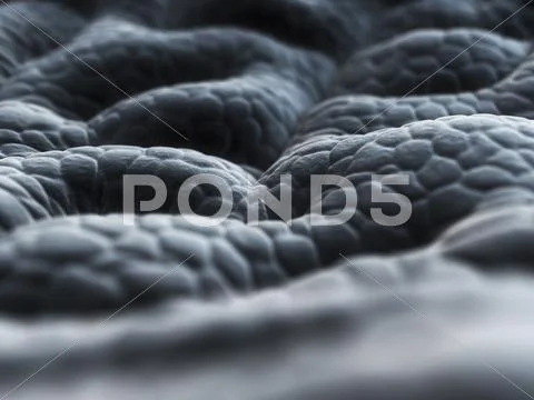 Stomach lining, artwork Stock Illustration