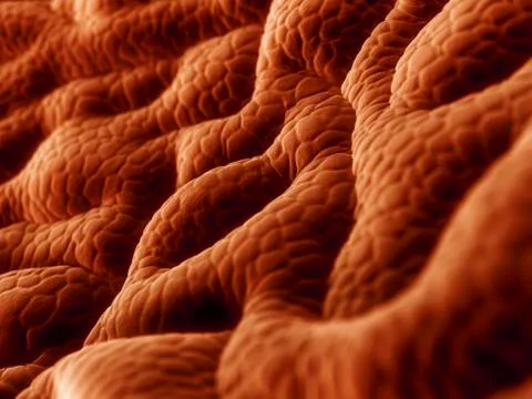 Stomach lining, artwork Stock Illustration