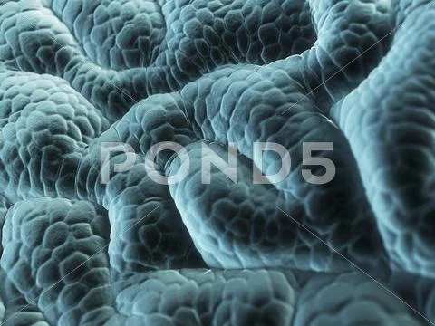 Stomach lining, artwork Stock Illustration