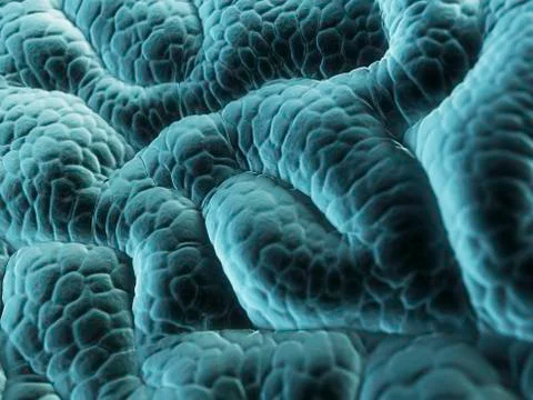 Stomach lining, artwork Stock Illustration