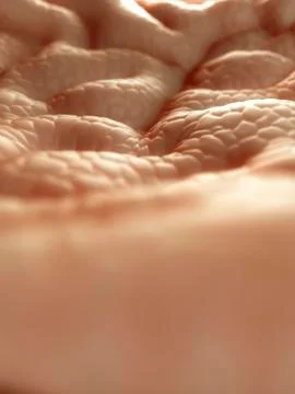 Stomach lining, artwork Stock Illustration