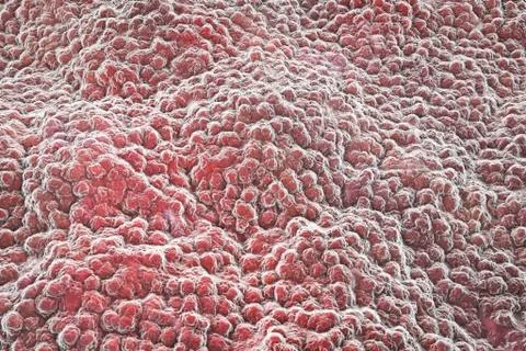 Stomach lining, illustration Stock Illustration