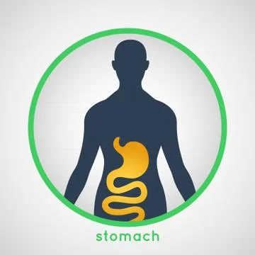 Stomach logo vector Stock Illustration