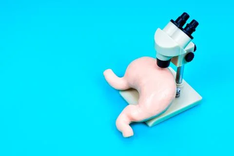 Stomach Model Under Microscope for Anatomical Studies Stock Photos