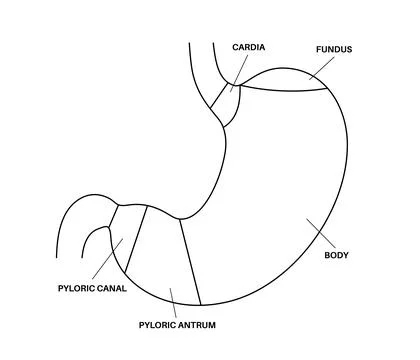Stomach sections diagram Illustrazione stock