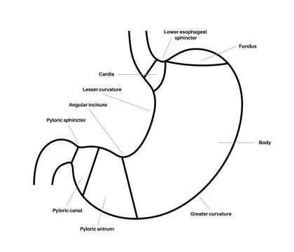 Stomach sections diagram Stock Illustration