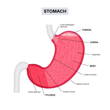Stomach sections diagram Stock Illustration
