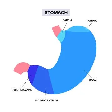 Stomach sections diagram Stock Illustration