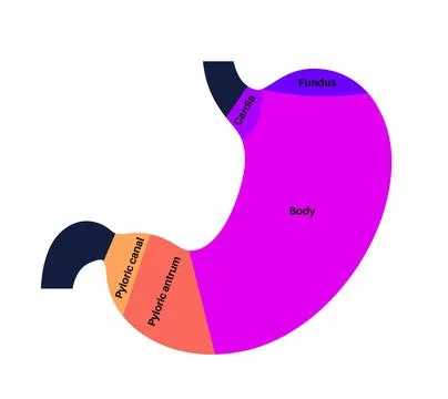 Stomach sections diagram Stock Illustration