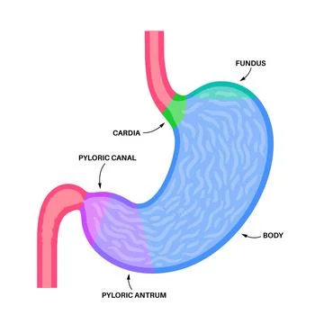 Stomach sections diagram Stock Illustration