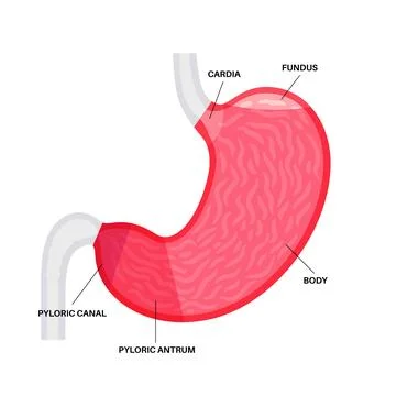 Stomach sections diagram Stock Illustration
