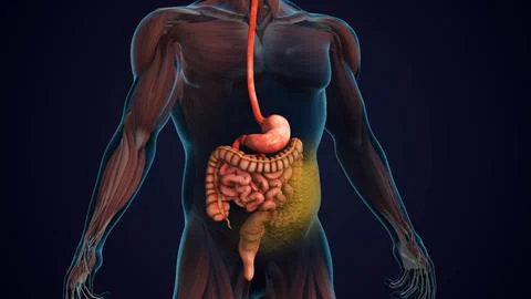 Stomach Tissues Responding to Increased Insulin Sensitivity (2) Illustrazione stock