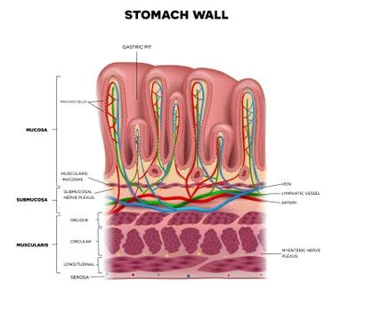 Stomach wall layers Stock Illustration