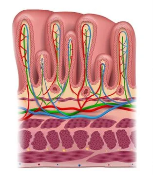 Stomach wall layers Stock Illustration