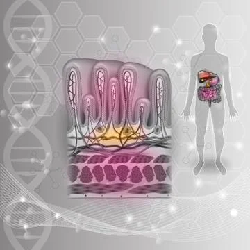 Stomach wall layers Stock Illustration