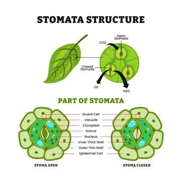 Stomata complex with open and closed stoma, stomata structure anatomy diagr.. Stock Illustration