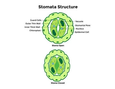 Stomata opening and closing vector illustration Stock Illustration