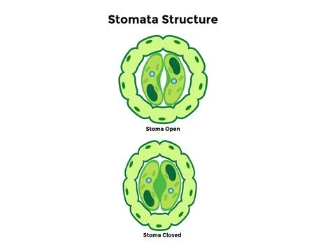 Stomata opening and closing vector illustration Stock Illustration
