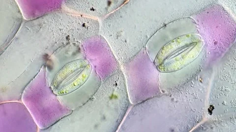 Stomata Opening Structure in Tradescantia discolor, microscope 400x 動画素材 320375361
