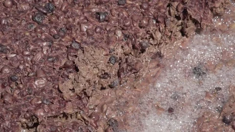 Stompped grapes slow motion Stock Footage 144762590