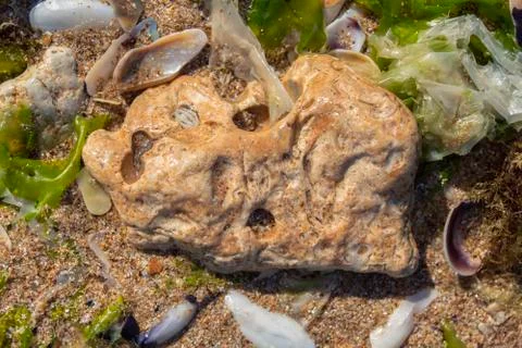 A stone with algae and mussel shells on the sand. Stock Photos
