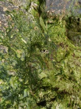 Stone in algae and shells. Background texture on rocks at low tide Stock Photos