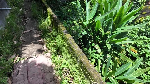 Stone and Brick Path Through a Tropical Garden in Bali Stock Footage 347590773