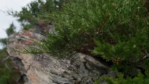 Stone and juniper Stock Footage 196750180
