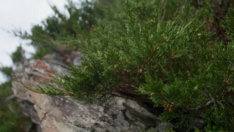 Stone and juniper Stock Footage 197366541