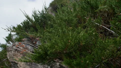 Stone and juniper Stock Footage 197507756