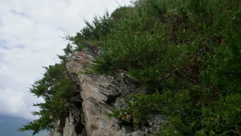 Stone and juniper Stock Footage 201169984