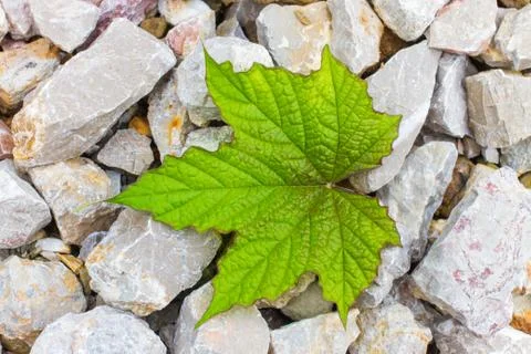 Stone and leaf  - background Stock Photos