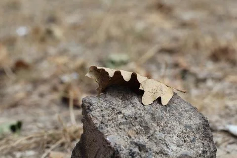 Stone and leaf, dried leaf on stone Stock Photos